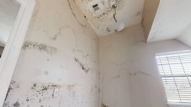 Best Residential Mold Inspection & Testing  in Polk City, FL