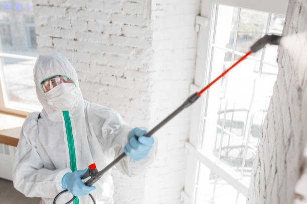 Best Basement Mold Removal  in Polk City, FL