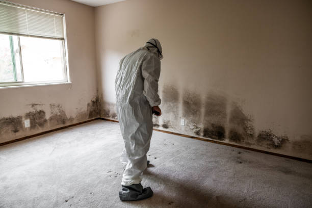 Best Mold Removal for HVAC Installations  in Polk City, FL